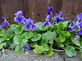 2015-0330-1535_Violas_11.2C